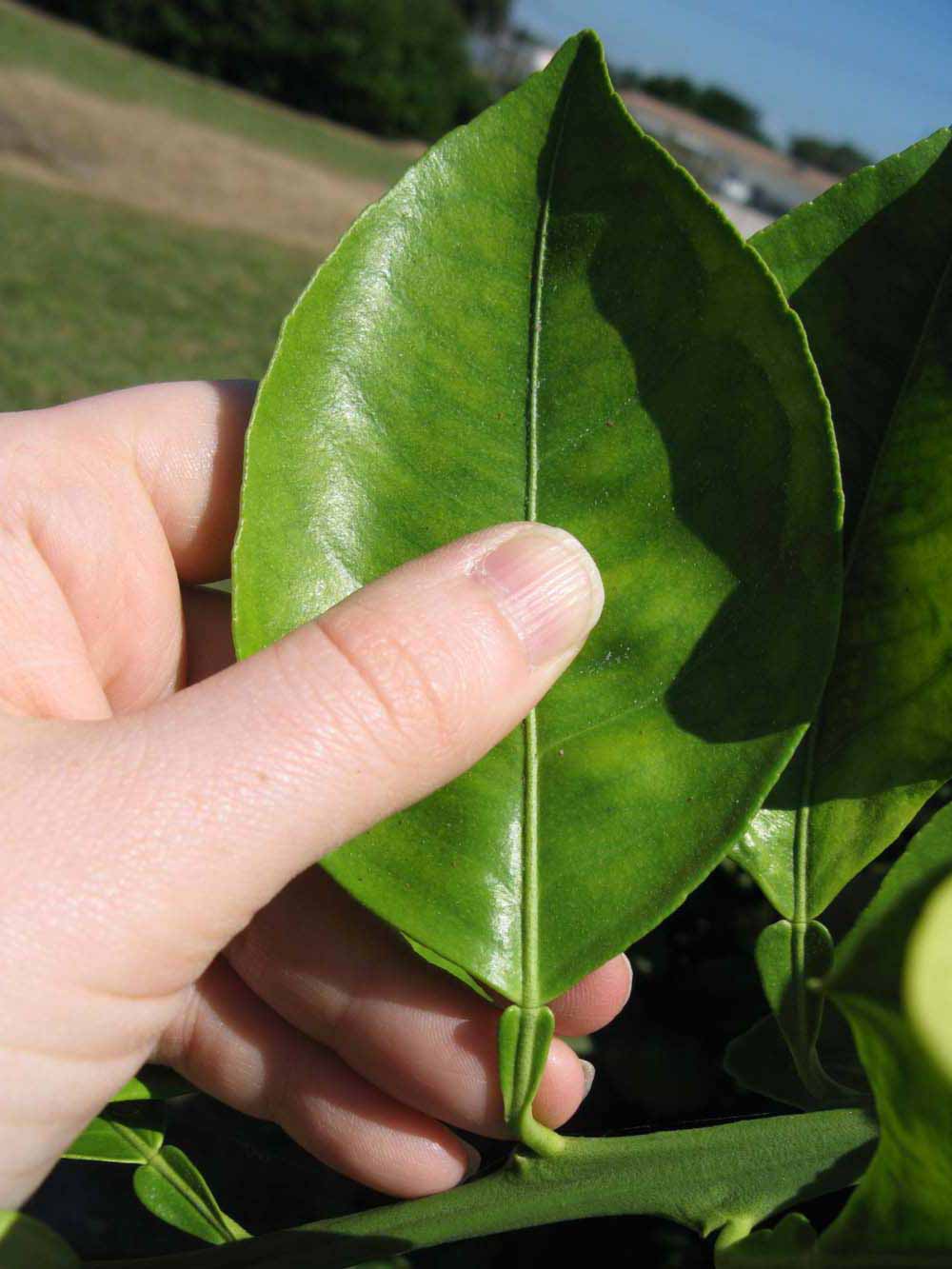              Unifoliolate leaf (Winter Haven, FL)       